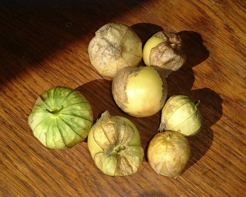Physalis légumes fruits