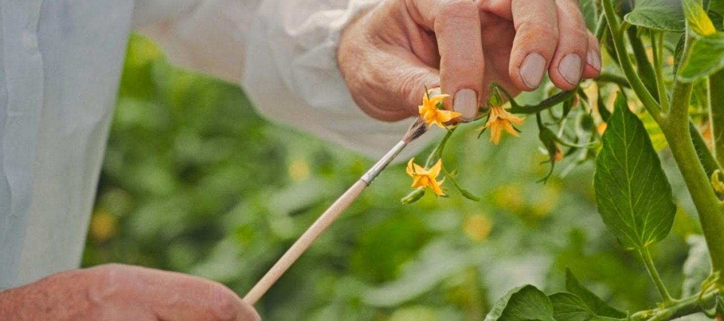 La tomate de serre a parfois besoin d'aide pour la pollinisation