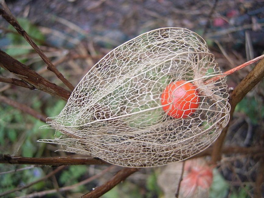 Fruit mûr de physalis sans tissus tégumentaires de la coque externe.