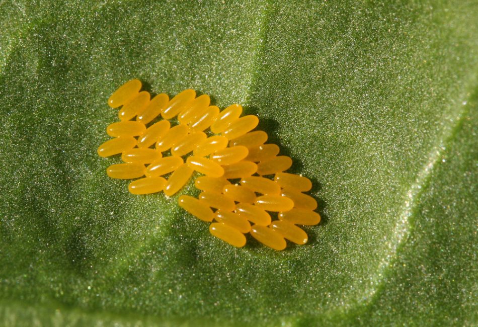 Oeufs de doryphore de la pomme de terre
