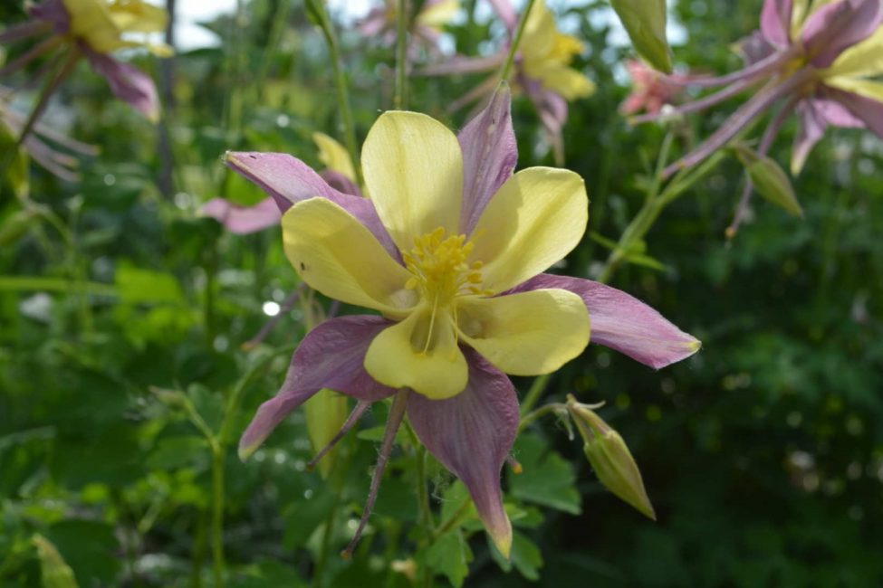 Plantation et entretien d'Aquilegia