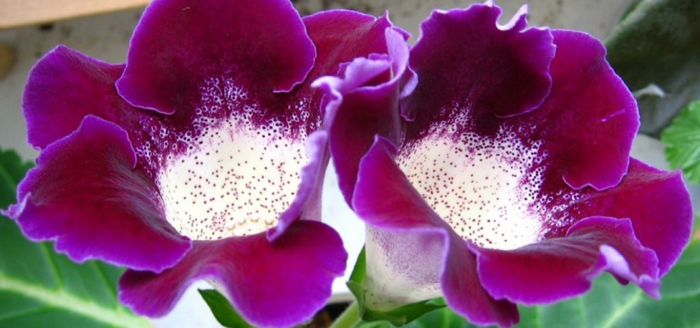 Gloxinia la belle