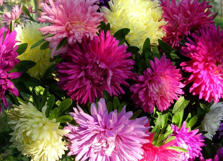 asters
