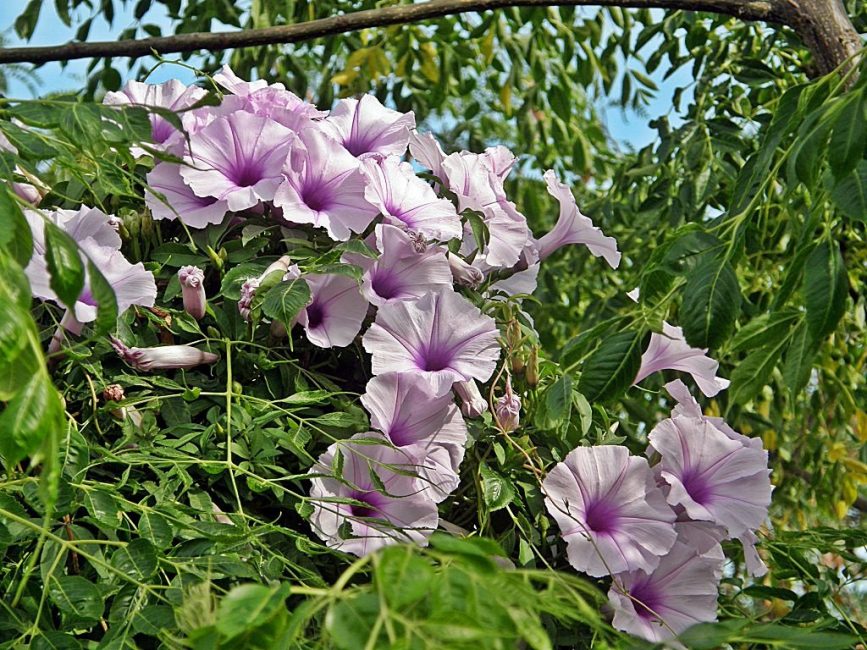 Une variété d'Ipomoea purpurea