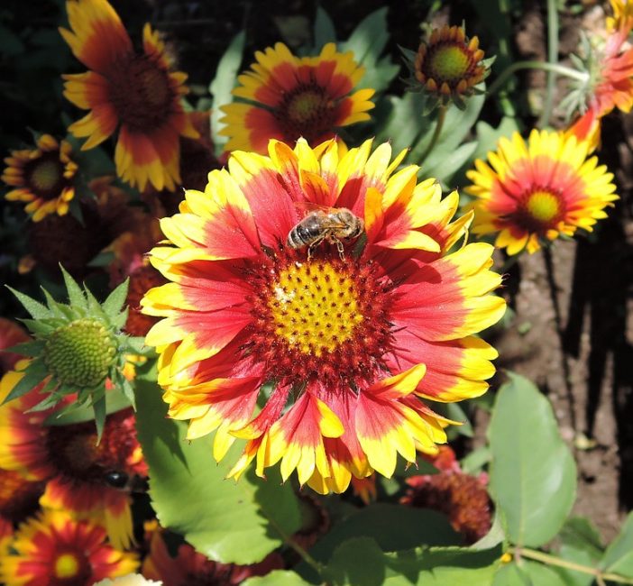 La structure d'une fleur formant un panier d'inflorescences. plantation et entretien de la gaillarde
