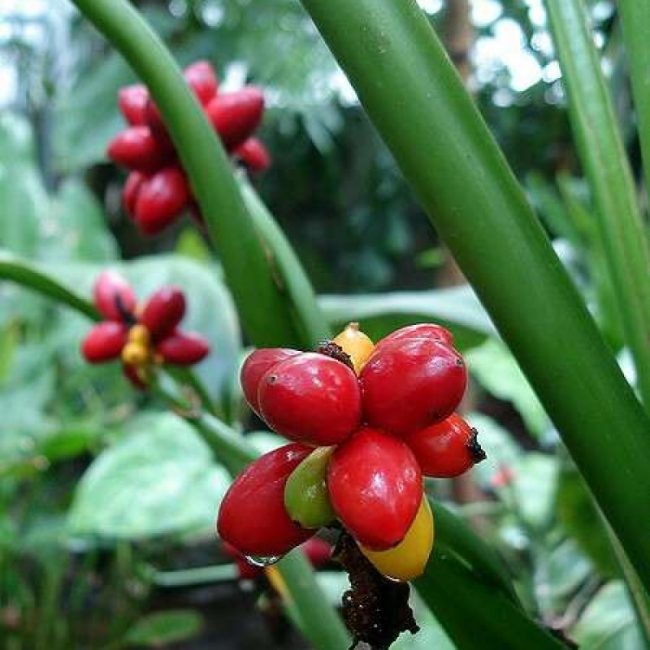 Fruits modifiés par Aglaonema