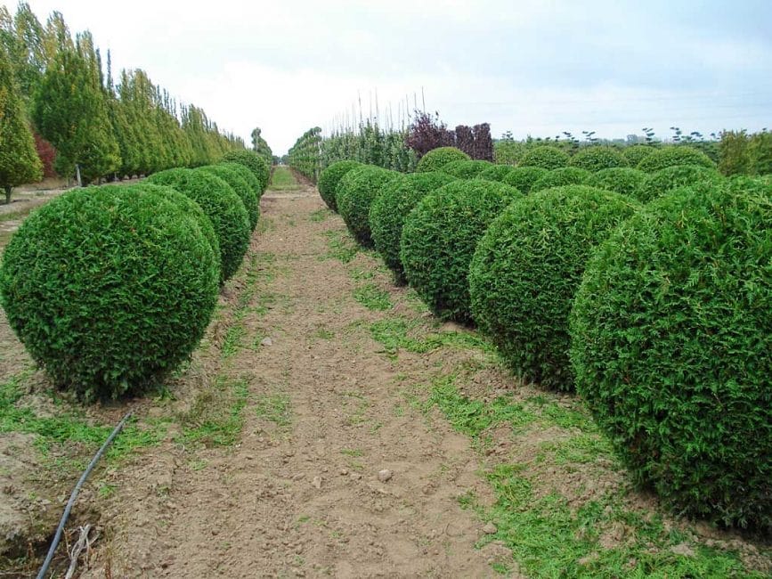 Culture commerciale de vivaces ornementales