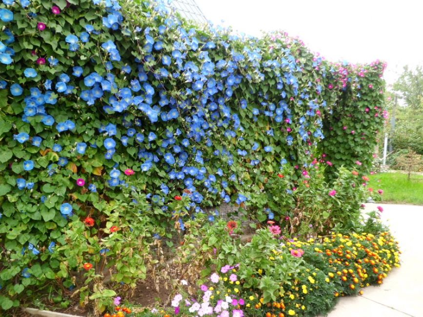 Ipomoea, clôture tressée