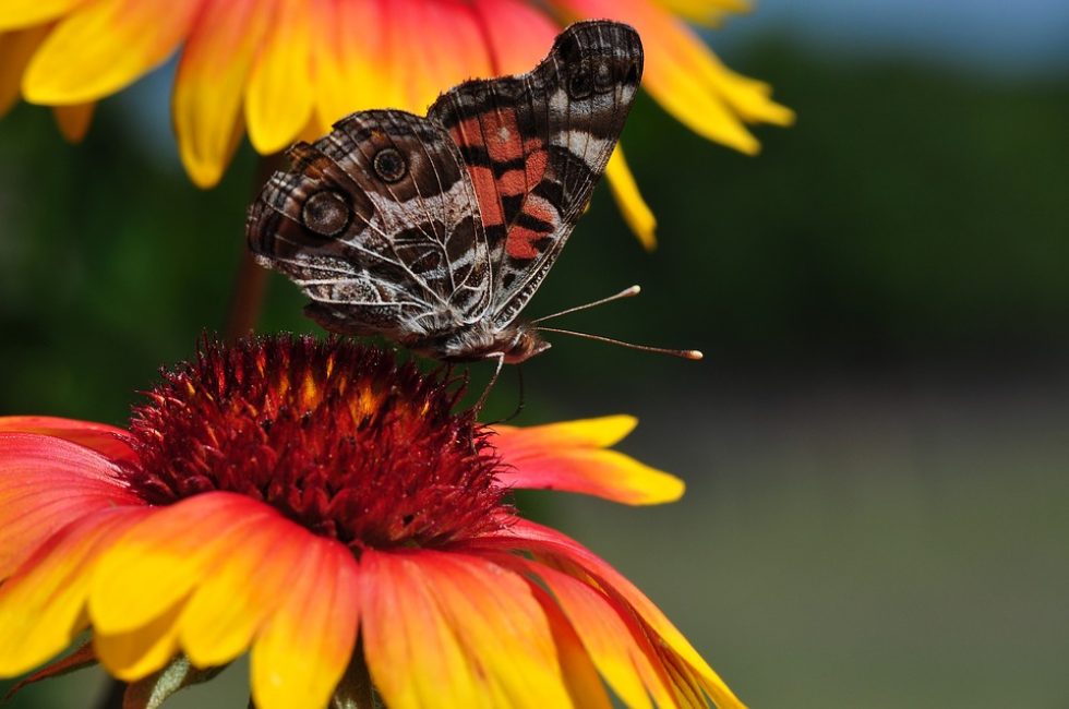 Pollinisateur papillon sur une fleur. plantation et entretien de la gaillarde