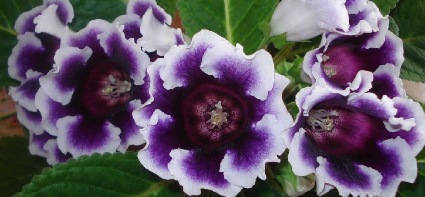 Belle Terry Gloxinia
