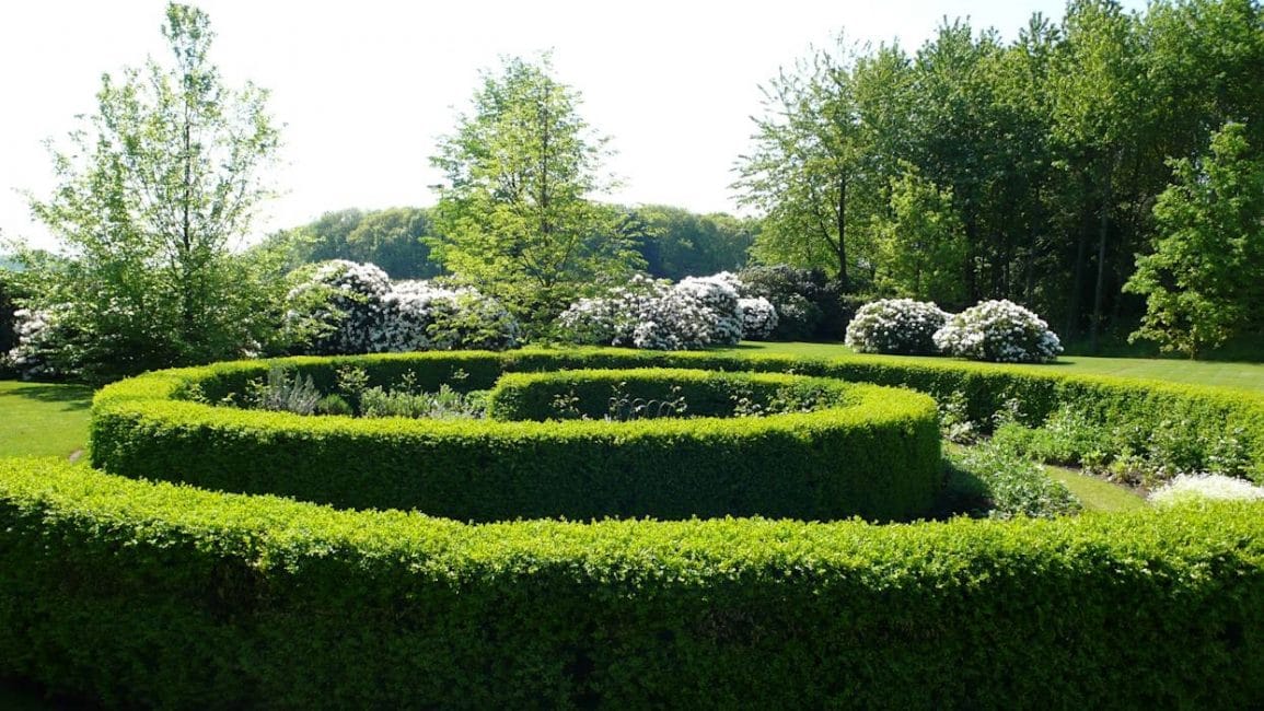 Les plantes à croissance rapide sont un excellent moyen de former une clôture verte en peu de temps.