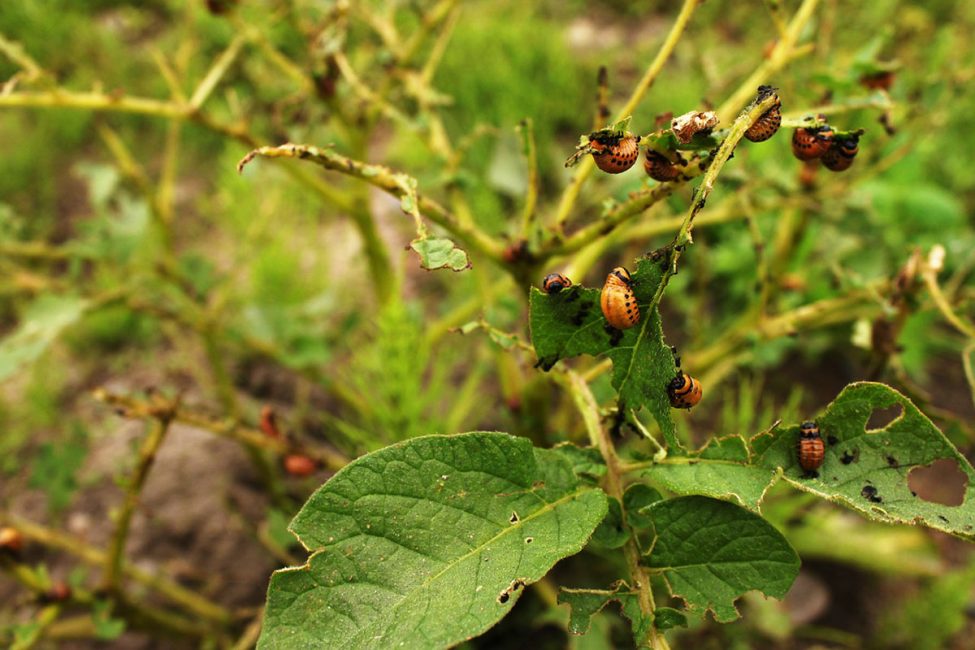 Une plante détruite par le doryphore de la pomme de terre