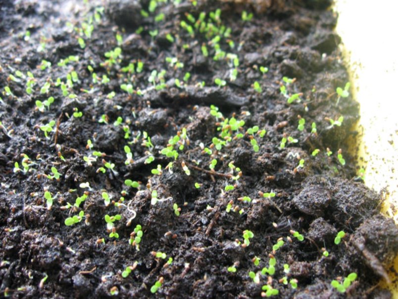 semis de jacinthe des bois