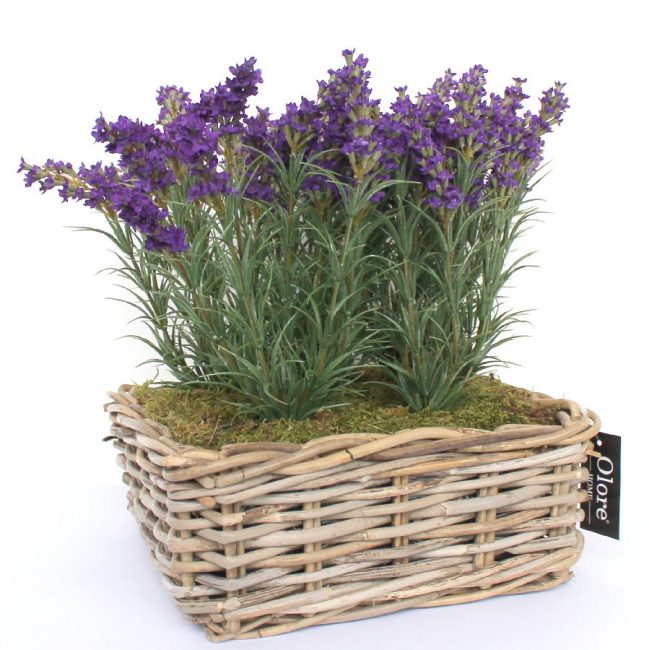 Utiliser de la lavande pour la faire pousser dans un pot en osier