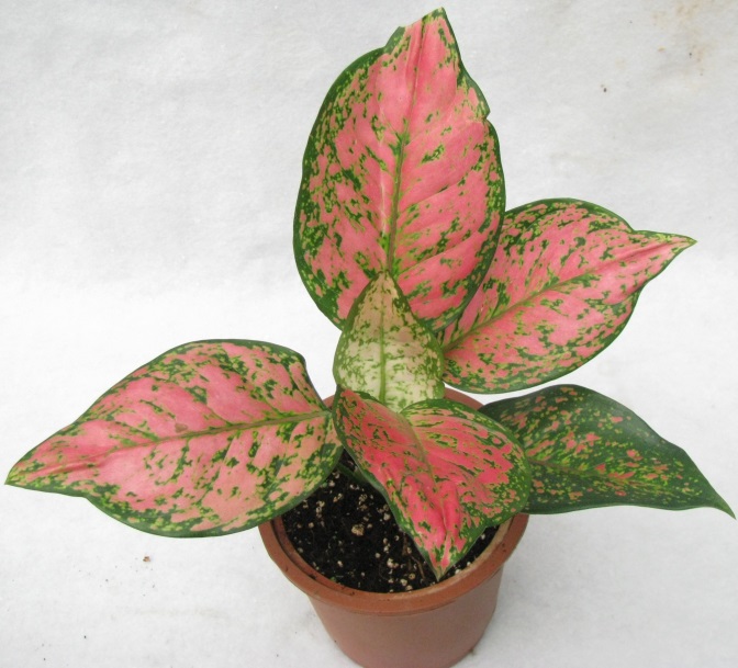 Feuilles d'Aglaonema Siamese, qui a une teinte violette sur les feuilles