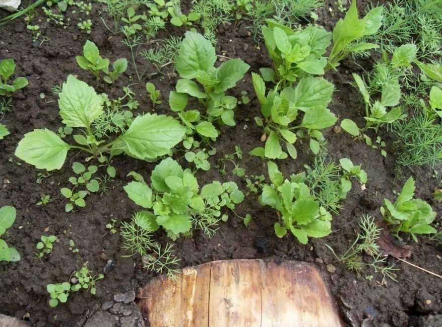 Cette méthode consiste à planter des graines immédiatement en pleine terre. Vous pouvez les semer au printemps et en automne.