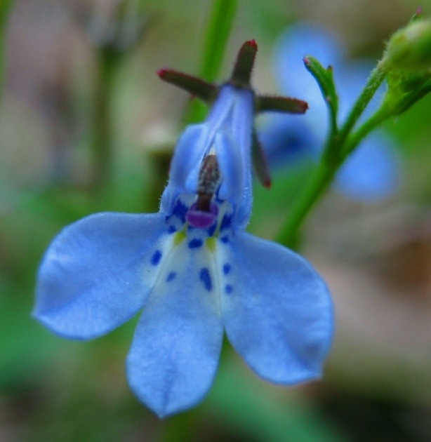 Une des formes sauvages de Lubelia