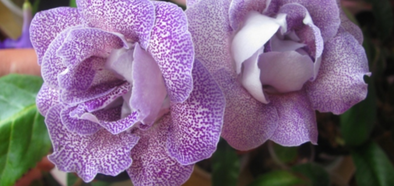 Gloxinia royale (Gloxinia Regina)