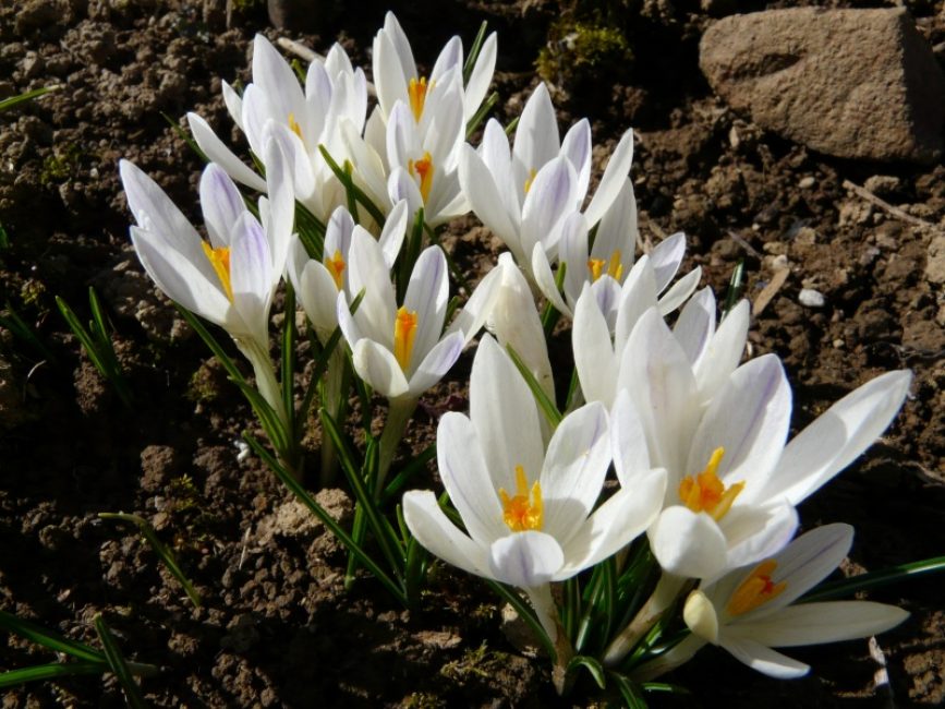 Crocus d'Albus