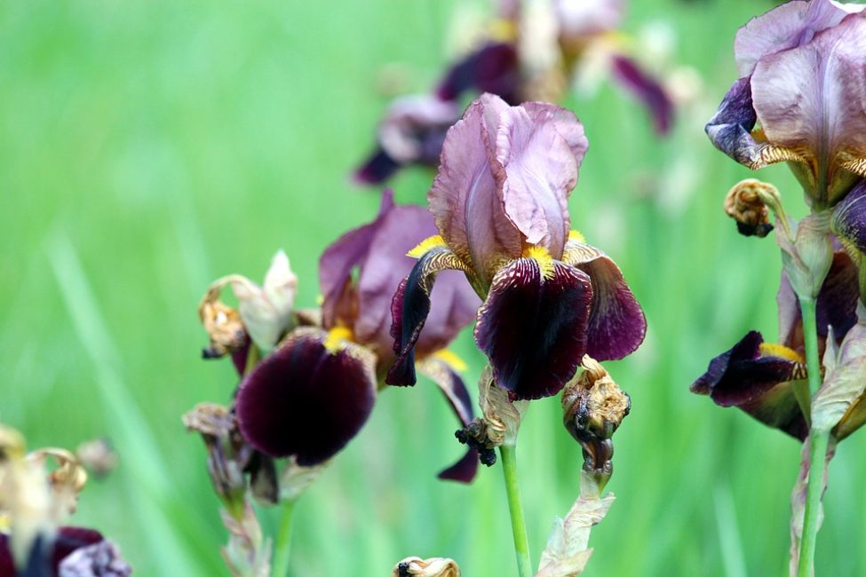 De belles variétés d'iris barbus sont une décoration digne du jardin.