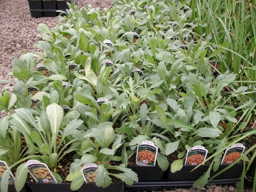 Petites plantes obtenues à partir de graines et prêtes à être plantées dans le sol. plantation et entretien de la gaillarde