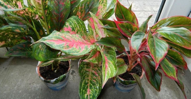 Aglaonema sur le rebord nord de la fenêtre