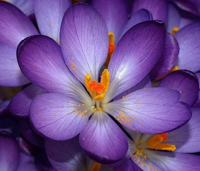 Crocus d'Artabir