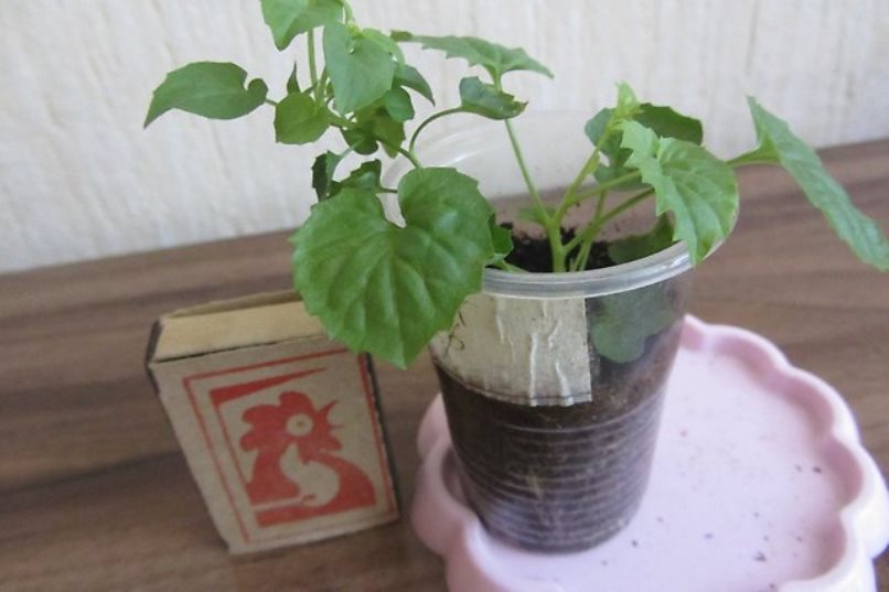 Semis prêts à être plantés