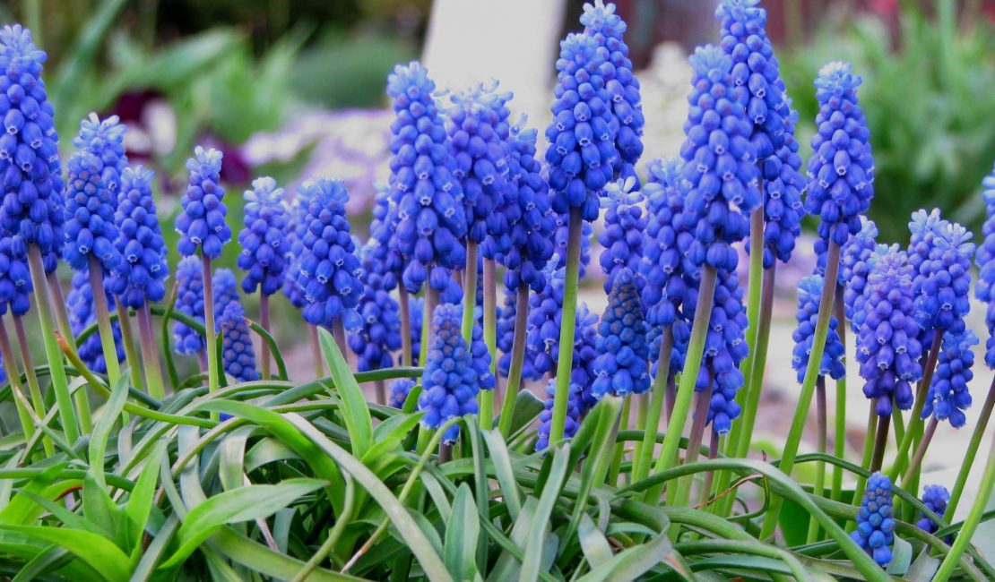 muscari