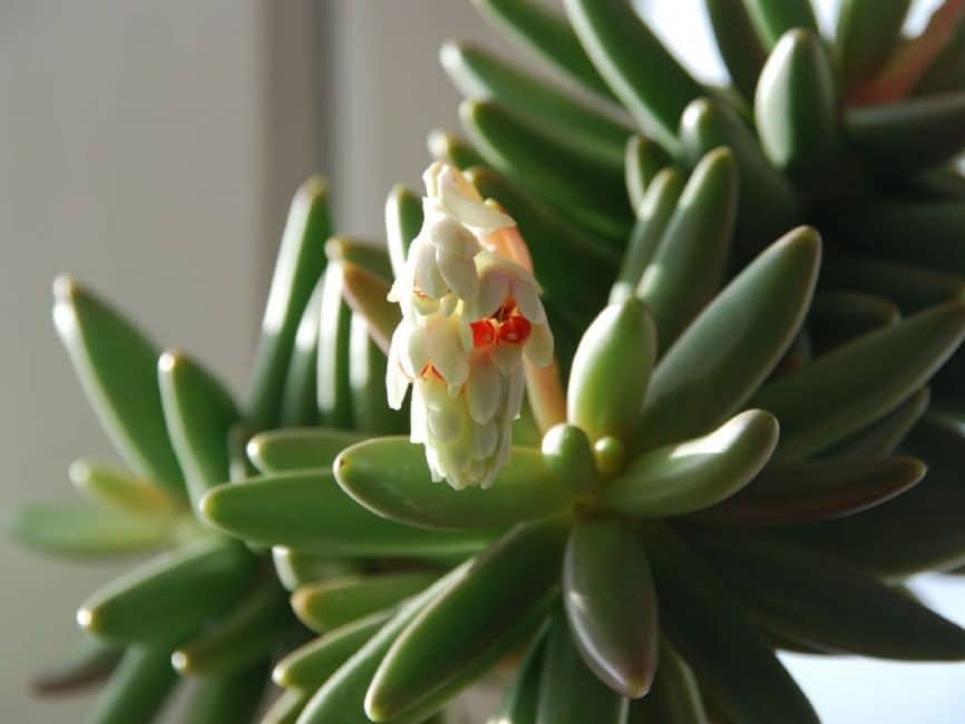 Pachyphytum