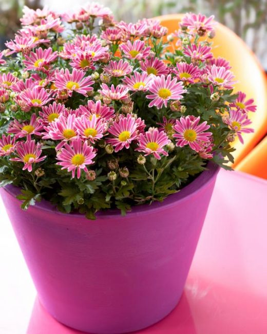 Plante saine et bien entretenue