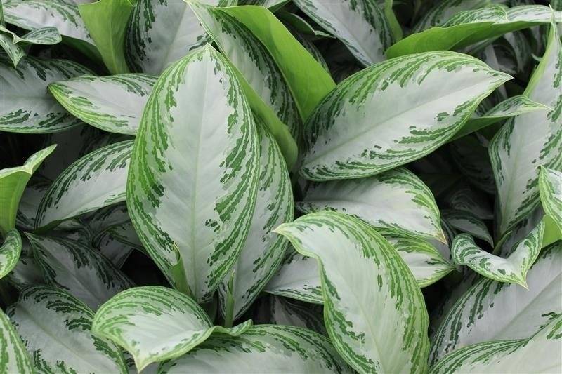 Aglaonema Silver Queen avec peu de zones vertes sur les feuilles