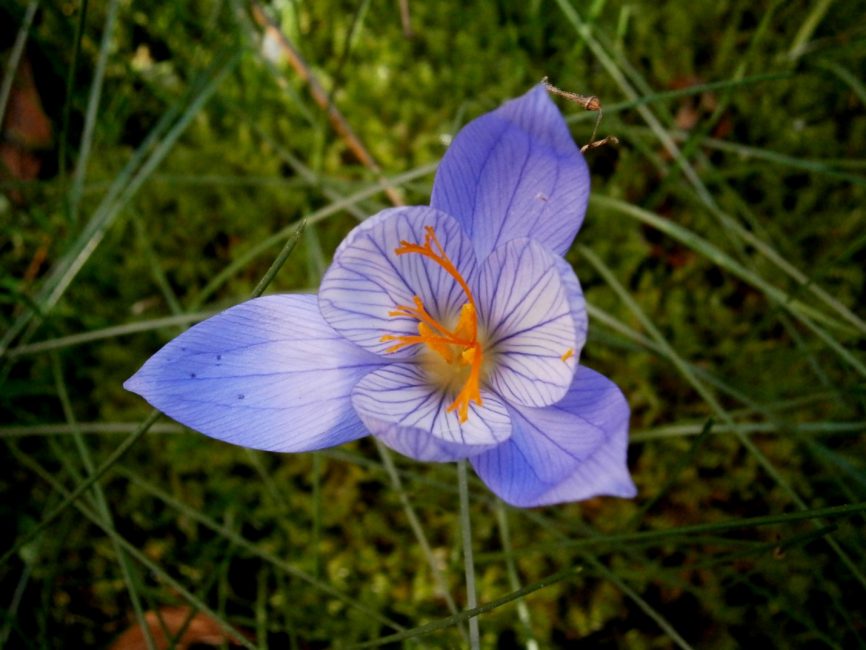 Crocus Sollux