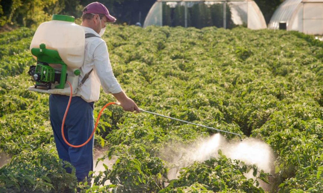 Pulvériser des pommes de terre