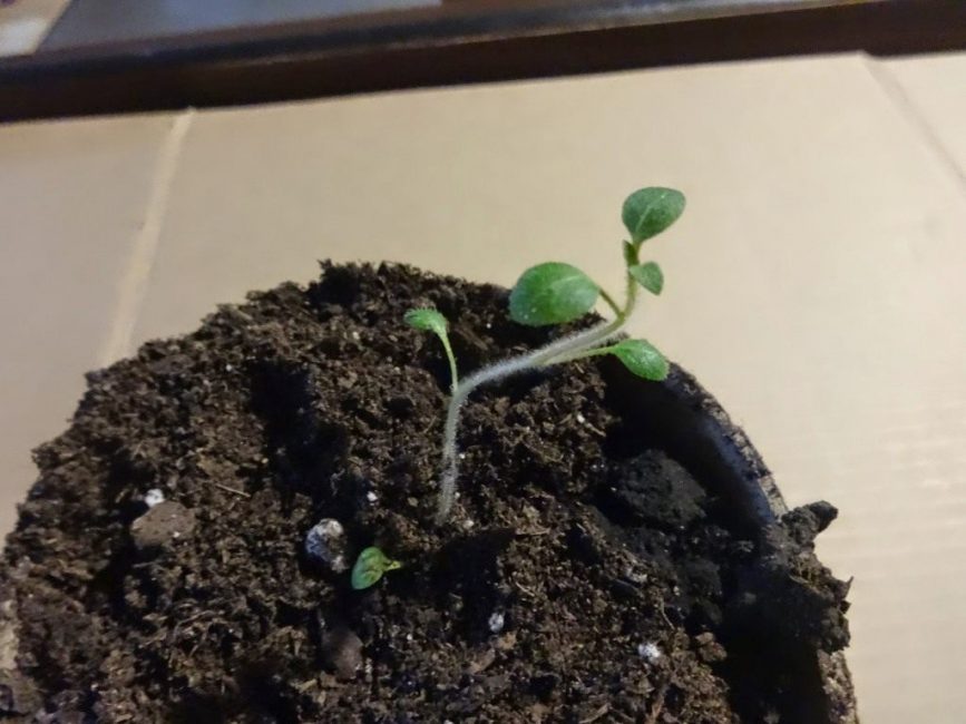 Plants de pommes de terre lors de la plantation dans des pots individuels