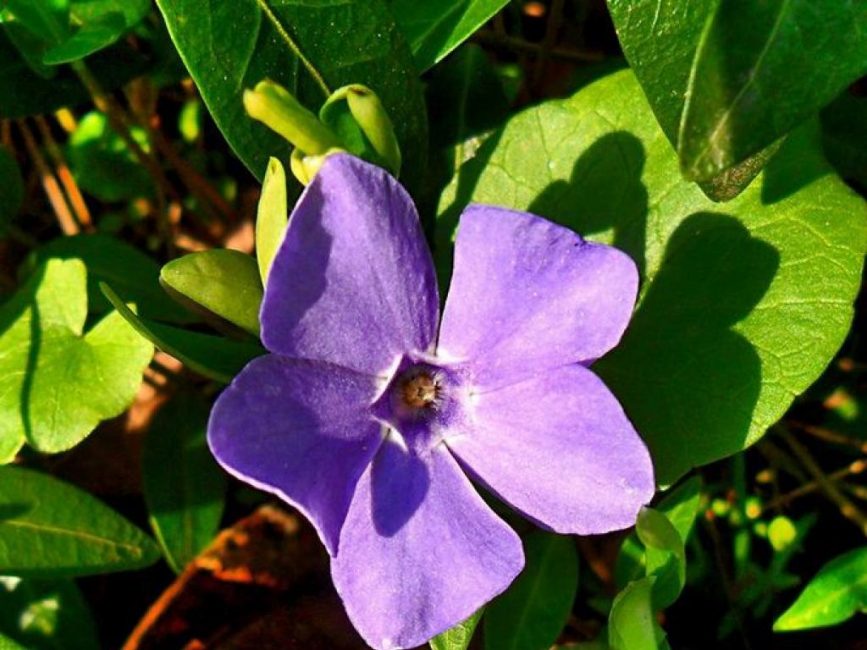 Plante d'ombre pervenche