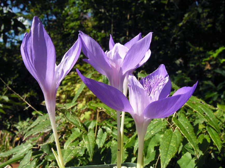 Crocus du Banat