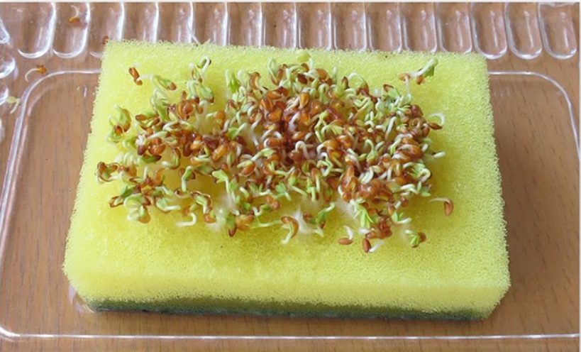 Faire germer des graines sur une éponge