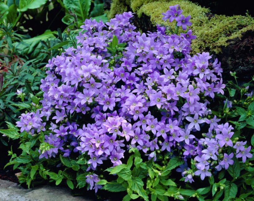 Bluebell variété Border Blues