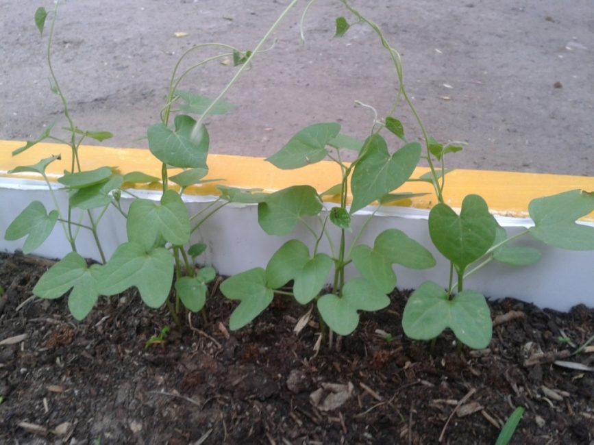 Ipomoea planté en pleine terre