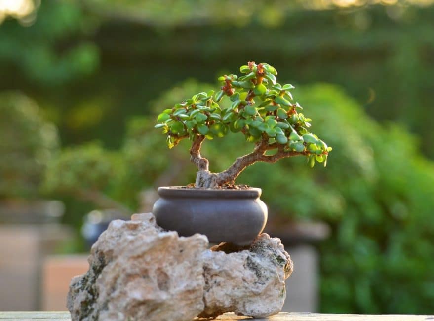 Portulacaria