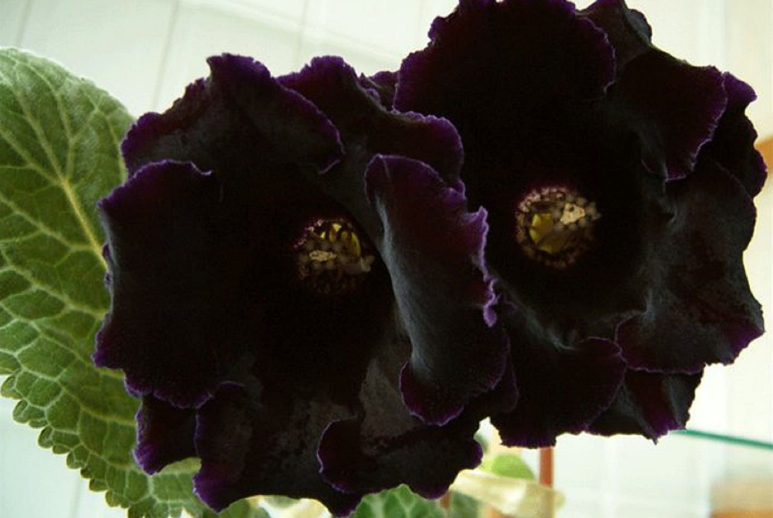 Gloxinia sombre