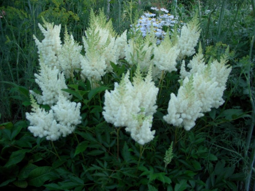 Astilbe Blonde