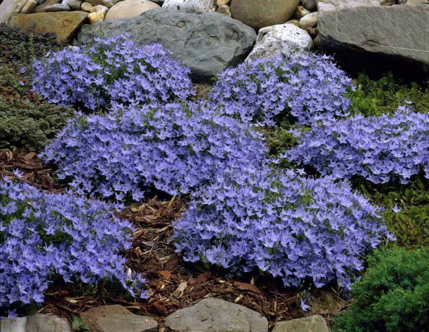 Campanule longue colonne