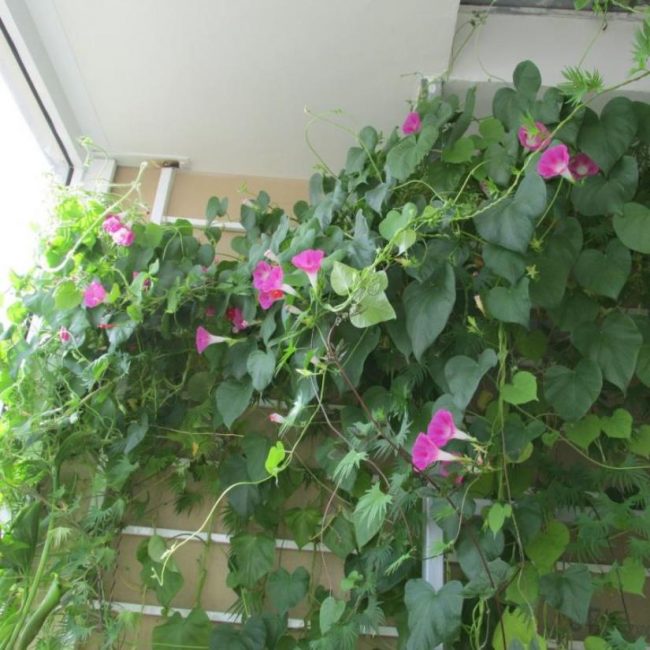 Grandir la gloire du matin sur le balcon