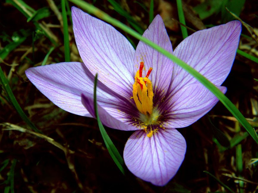 beau crocus