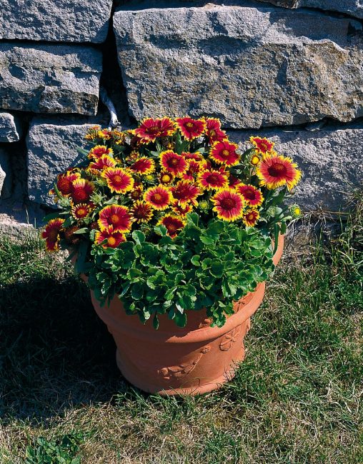 Les variétés naines de Gaillardia ont fière allure dans les pots de fleurs. Gaillarde