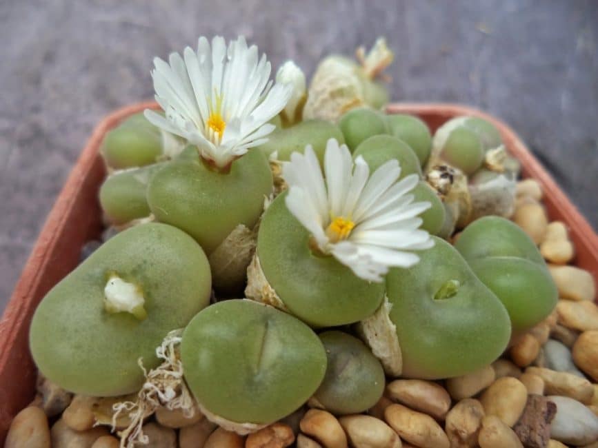 Conophytum