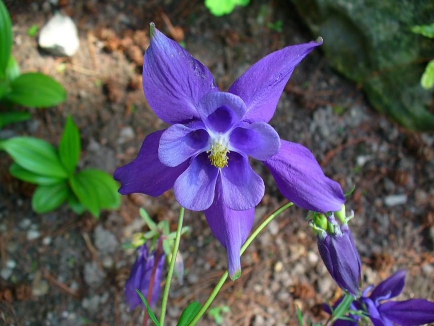 Aquilegia Alpine