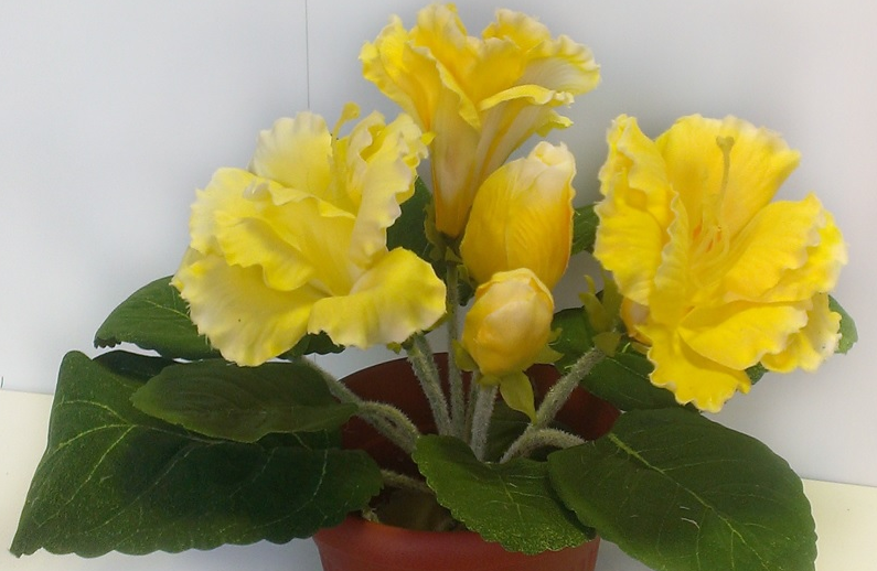 gloxinie à la maison